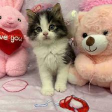 •••⭐️❤️ Siberian Kittens ❤️⭐️•••(647) 362-8118