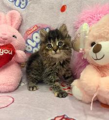 •••⭐️❤️ Siberian Kittens ❤️⭐️•••(647) 362-8118 - Photo 2