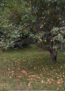 Maison a louer,  Campagne et tranquillité - Photo 14