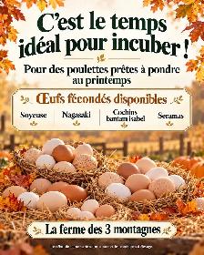 oeufs fécondés/hatching eggs