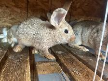Flemish rabbit for sale - Photo 2