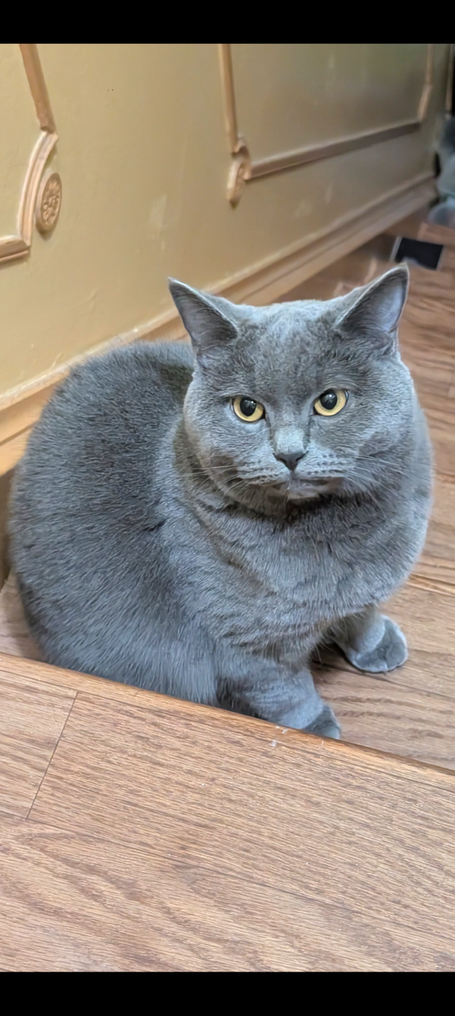 Beautiful British Shorthair Female Cat for Sale – Meet Bebe!