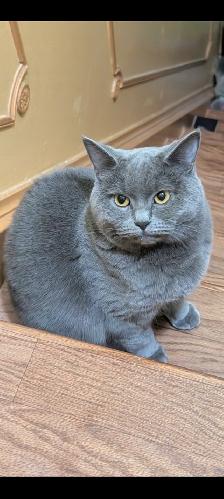 Beautiful British Shorthair Female Cat for Sale – Meet Bebe!