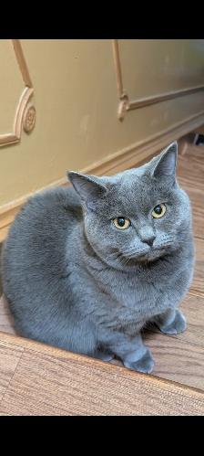 Beautiful British Shorthair Female Cat for Sale – Meet Bebe! - Photo 2