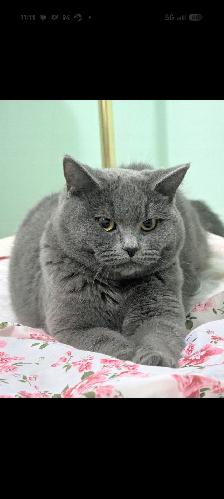 Beautiful British Shorthair Female Cat for Sale – Meet Bebe! - Photo 3