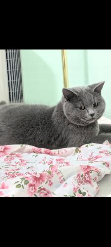 Beautiful British Shorthair Female Cat for Sale – Meet Bebe! - Photo 4