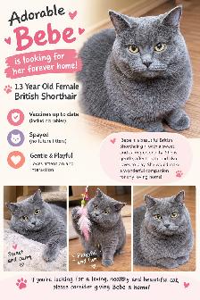 Beautiful British Shorthair Female Cat for Sale – Meet Bebe! - Photo 5