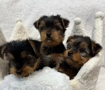 Yorkie black and tan puppy