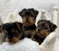Yorkie black and tan puppy