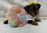 Yorkie black and tan puppy - Photo 2