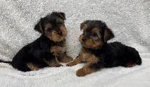 Yorkie black and tan puppy - Photo 3