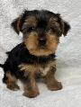 Yorkie black and tan puppy - Photo 4