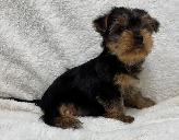 Yorkie black and tan puppy - Photo 5