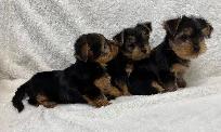 Yorkie black and tan puppy - Photo 6