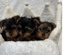 Yorkie black and tan puppy - Photo 7