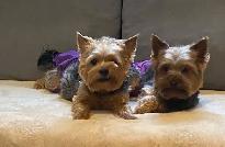 Yorkie black and tan puppy - Photo 8