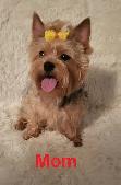 Yorkie black and tan puppy - Photo 9