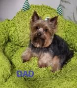 Yorkie black and tan puppy - Photo 10