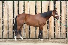 10yr Old Warmblood SportHorse Type Gelding