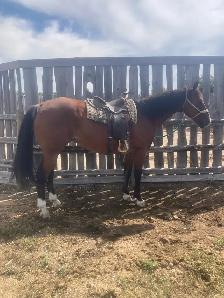 10yr Old Warmblood SportHorse Type Gelding - Photo 3