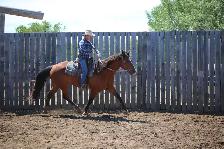 10yr Old Warmblood SportHorse Type Gelding - Photo 5