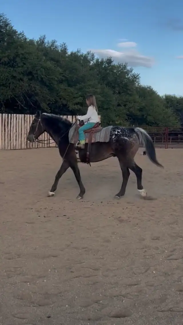 17yr Old Gelding Well Broke Anyone Can Ride