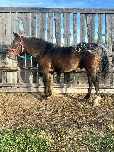 17yr Old Gelding Well Broke Anyone Can Ride - Photo 2