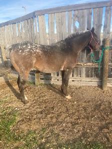 17yr Old Gelding Well Broke Anyone Can Ride - Photo 3