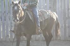 17yr Old Gelding Well Broke Anyone Can Ride - Photo 4