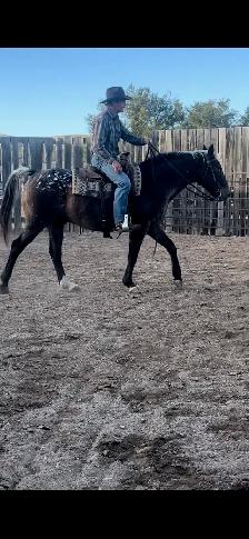 17yr Old Gelding Well Broke Anyone Can Ride - Photo 6