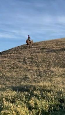 17yr Old Gelding Well Broke Anyone Can Ride - Photo 8