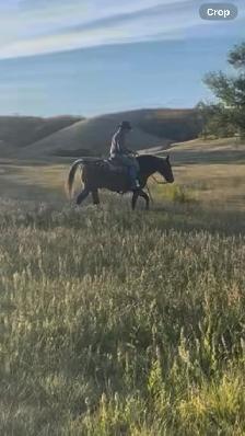 17yr Old Gelding Well Broke Anyone Can Ride - Photo 9