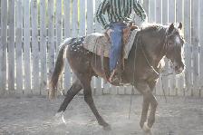 17yr Old Gelding Well Broke Anyone Can Ride - Photo 10