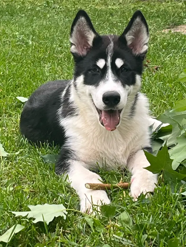 jeune chiots husky