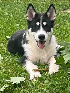 jeune chiots husky