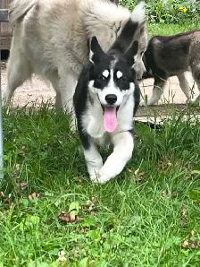 jeune chiots husky - Photo 2