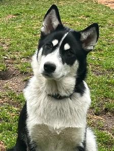 jeune chiots husky - Photo 3