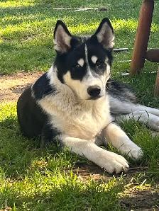 jeune chiots husky - Photo 4
