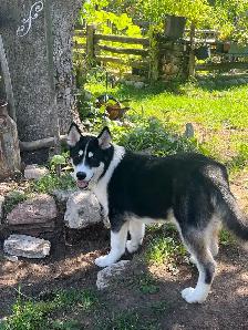 jeune chiots husky - Photo 5