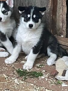 jeune chiots husky - Photo 6