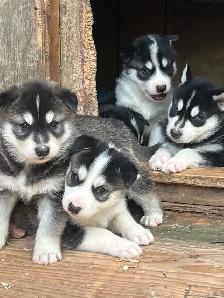 jeune chiots husky - Photo 7