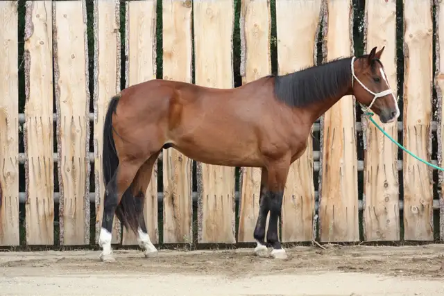 10 yr Old Warmblood SportHorse Type Gelding