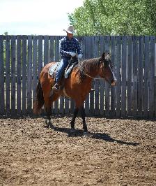 10 yr Old Warmblood SportHorse Type Gelding - Photo 4