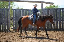 10 yr Old Warmblood SportHorse Type Gelding - Photo 5