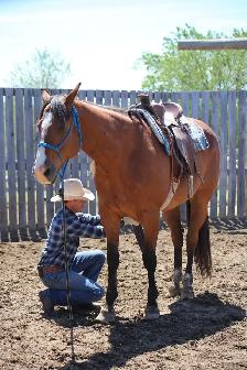 10 yr Old Warmblood SportHorse Type Gelding - Photo 6