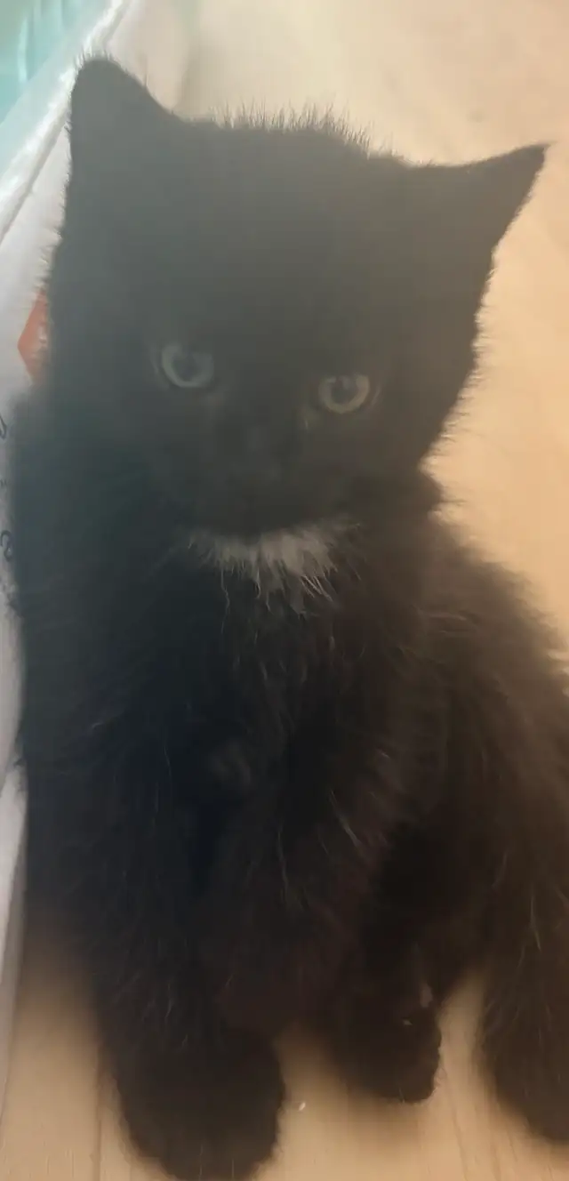 kittens for sale!
