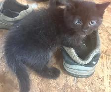 kittens for sale! - Photo 2