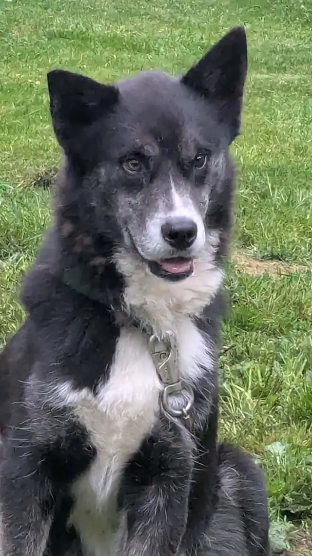 jeune mâle husky x 1 ans