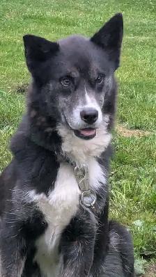 jeune mâle husky x 1 ans