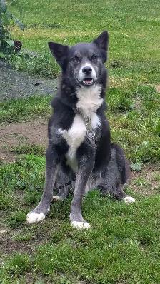 jeune mâle husky x 1 ans - Photo 2